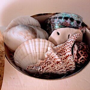 Gift Box of Seven Beautiful Sea Shells